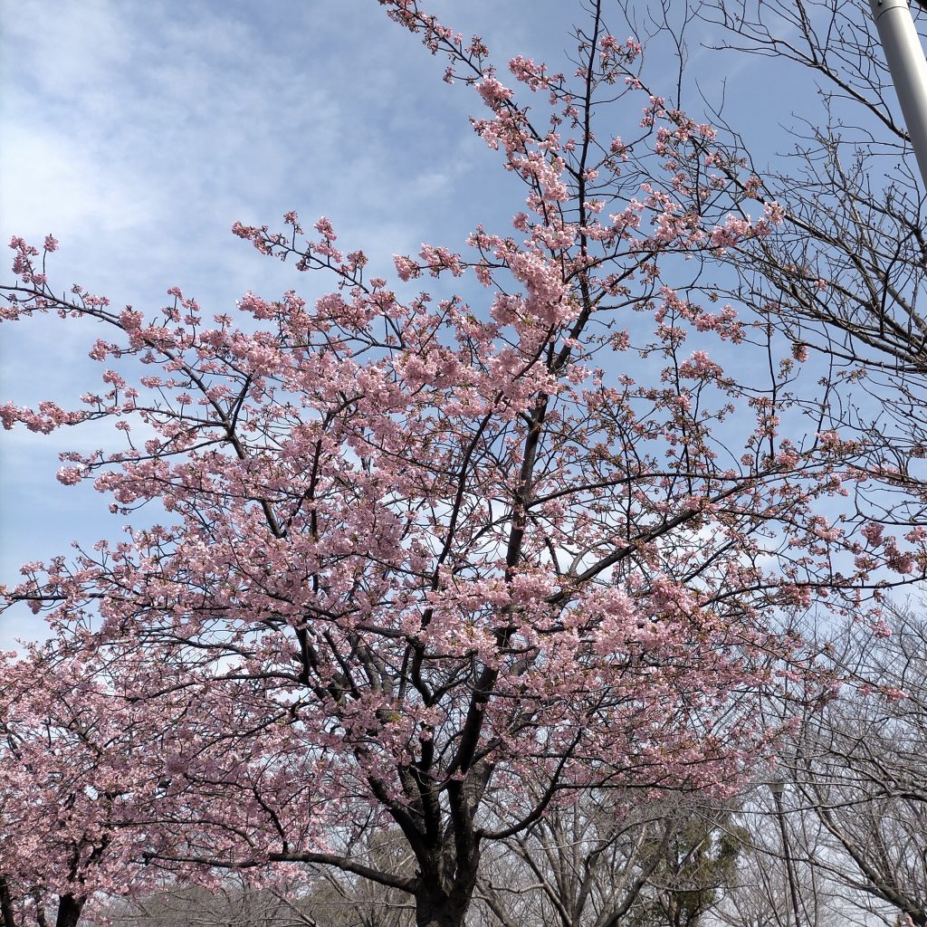 大島小松川公園